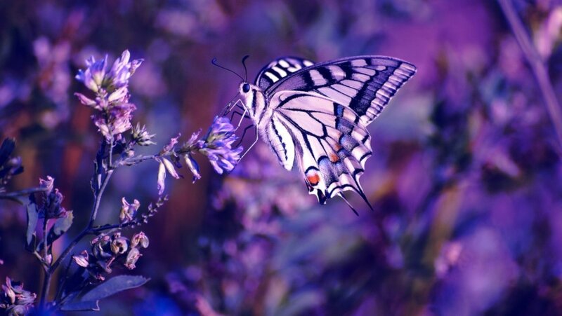 Butterfly on Purple Flower — Serene, Night