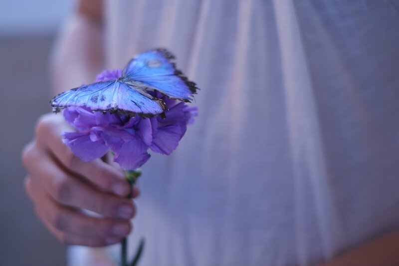 Butterfly on Purple Flower — Serene, Photograph, Hand