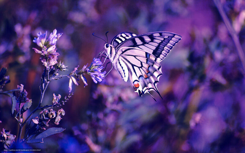 Butterfly on Purple Flower — Serene, Photograph, Plant, Wing