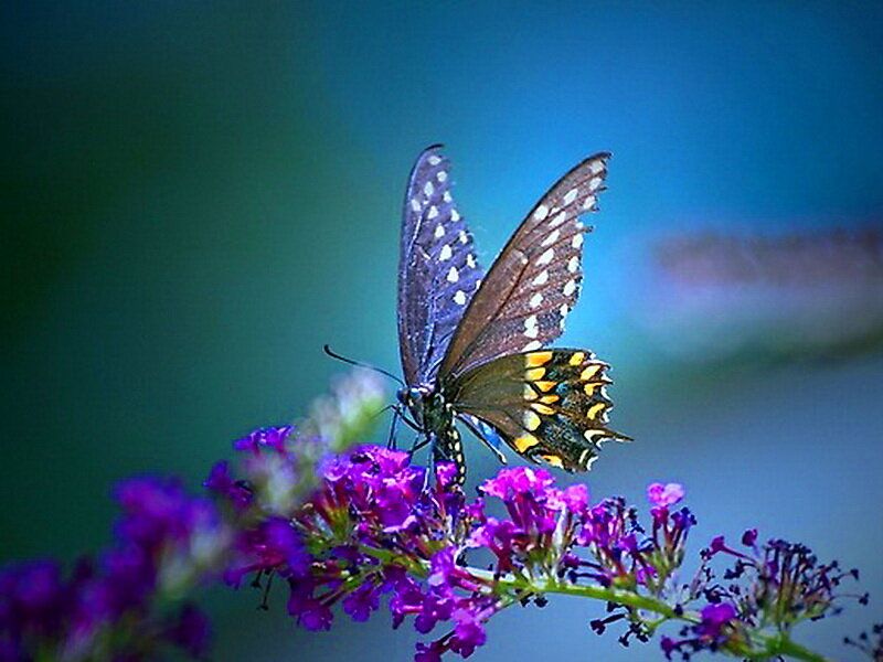 Butterfly on Purple Flower — Serene, Photograph