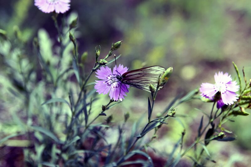Butterfly on Purple Flower — Serene, Spring, Photograph, Plant