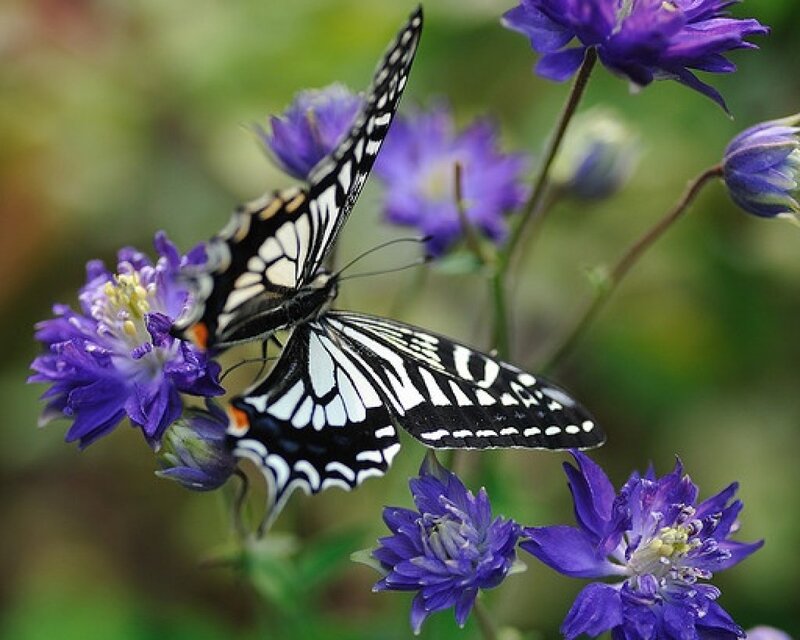 Butterfly on Purple Flower — Serene, Spring, Photograph