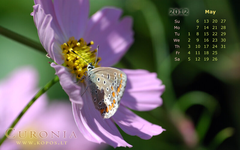 Butterfly on Purple Flower — Serene, Spring
