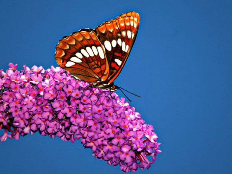 Butterfly on Purple Flower — Serene