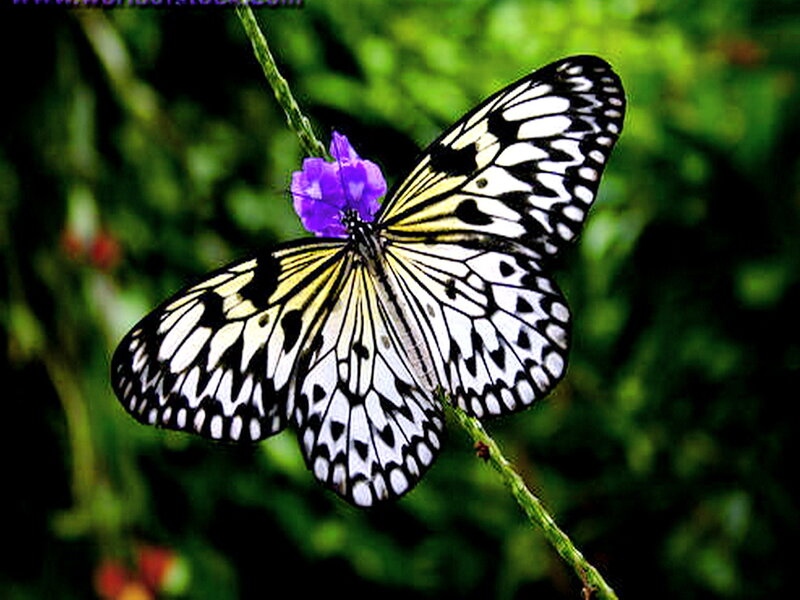 Butterfly on Purple Flower — White, Calm, Afternoon