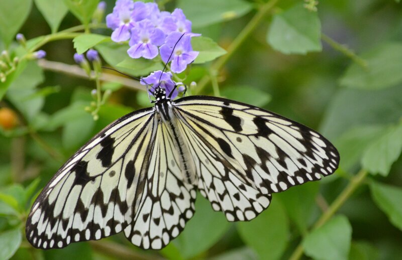 Butterfly on Purple Flower — White, Calm