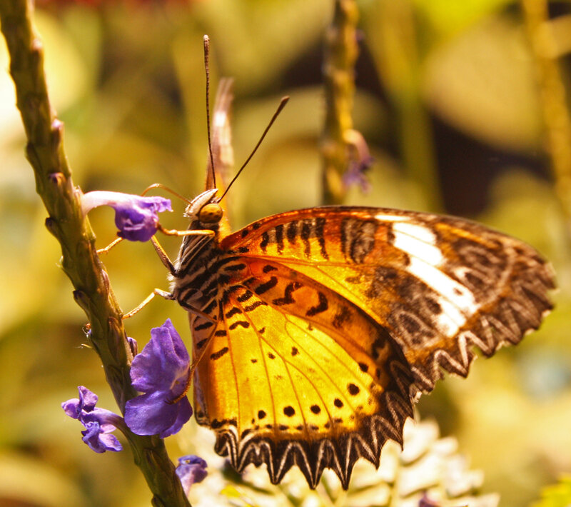Butterfly on Purple Flower — Yellow, Calm