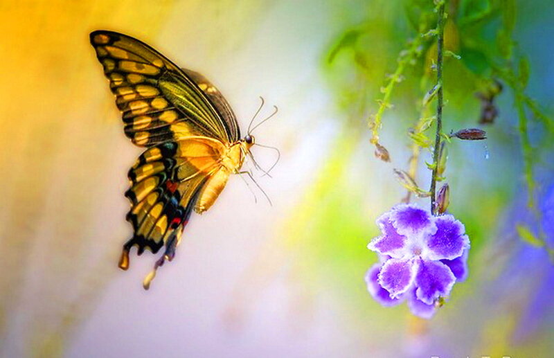 Butterfly on Purple Flower — Yellow, Serene