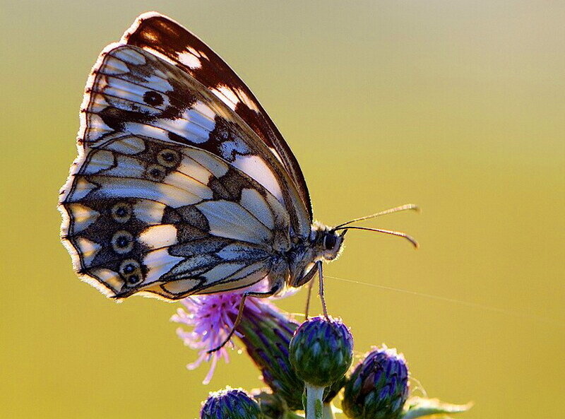 Butterfly on Purple Flower — Yellow