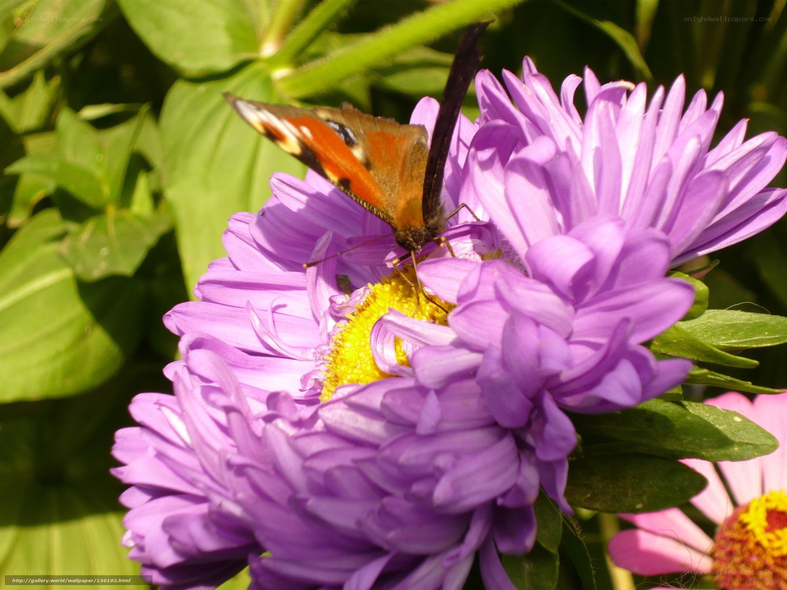 butterfly on purple flower