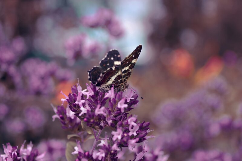 butterfly on purple flowers