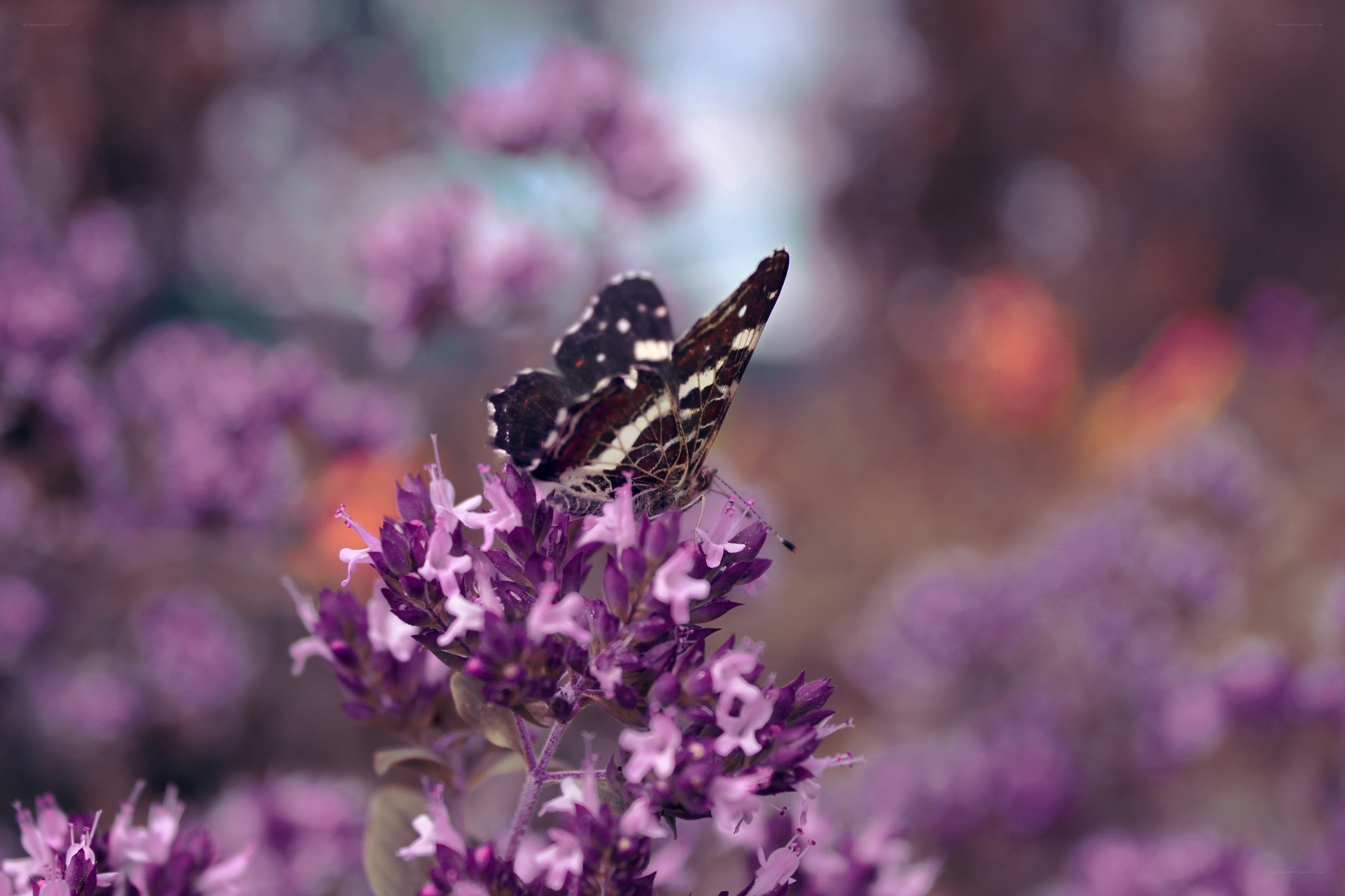 butterfly on purple flowers