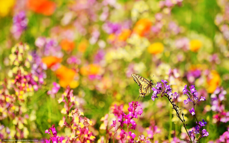 Butterfly on purple flowers