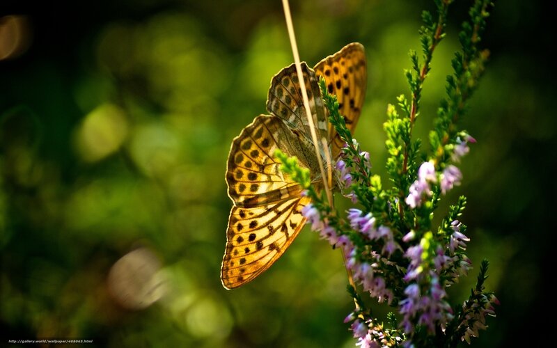 Butterfly on purple flowers