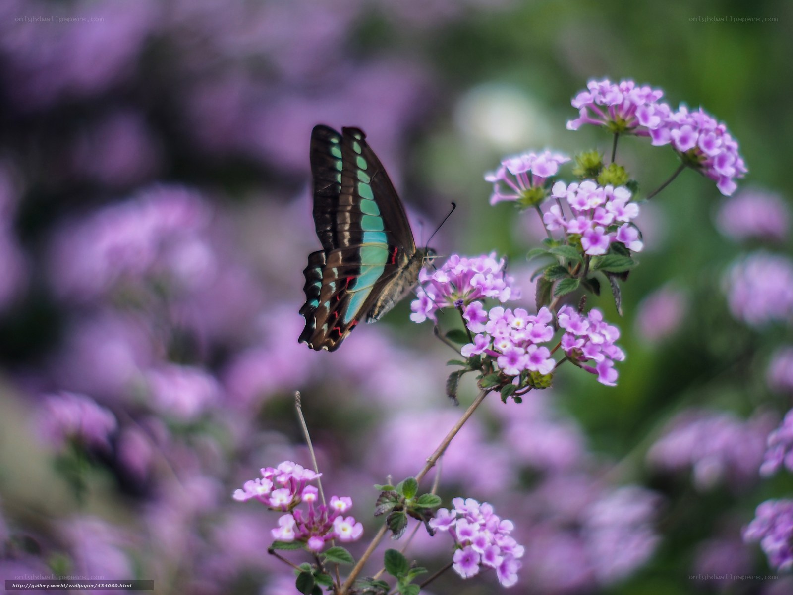 Butterfly on purple flowers