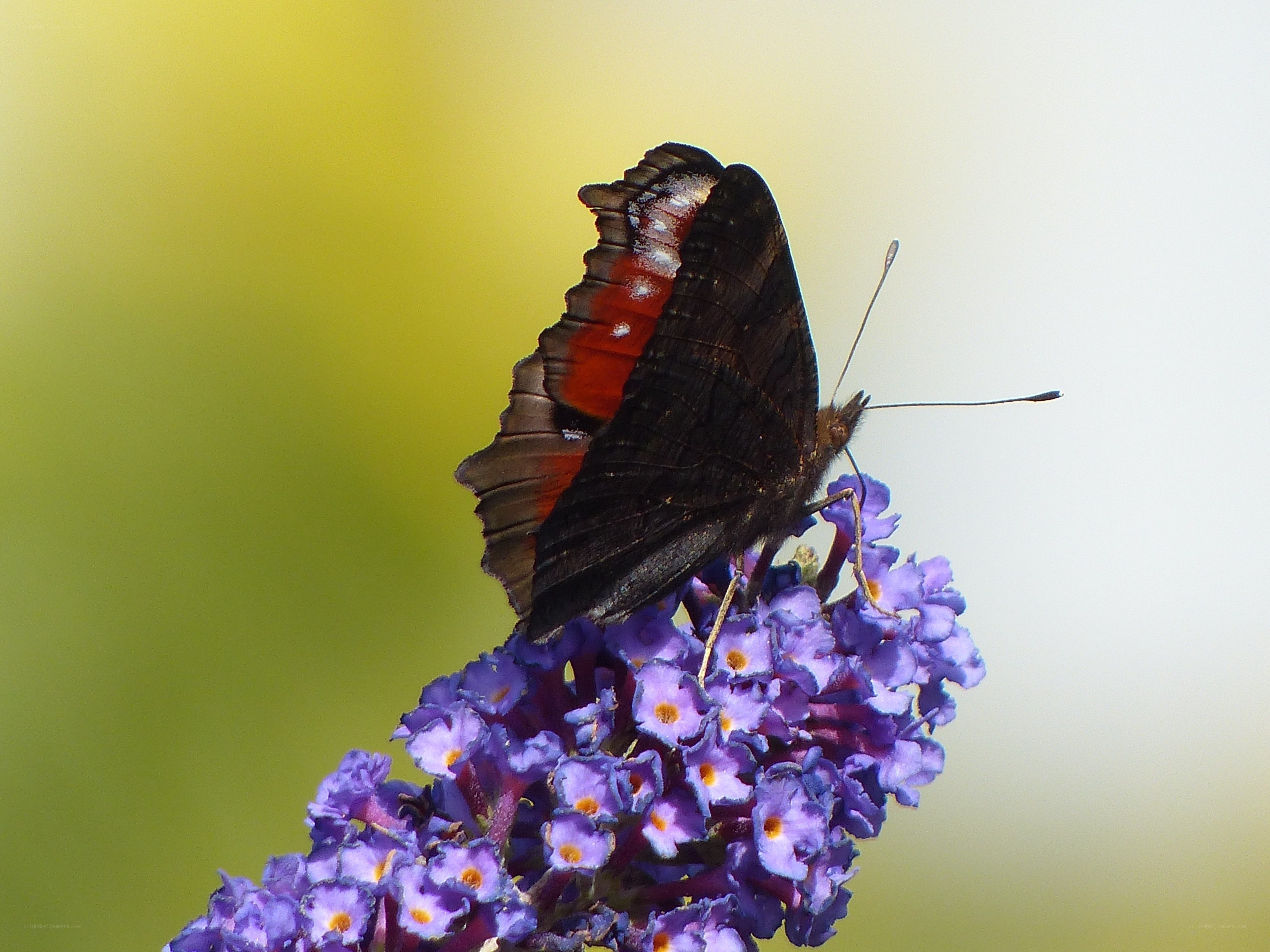 butterfly on purple flowers