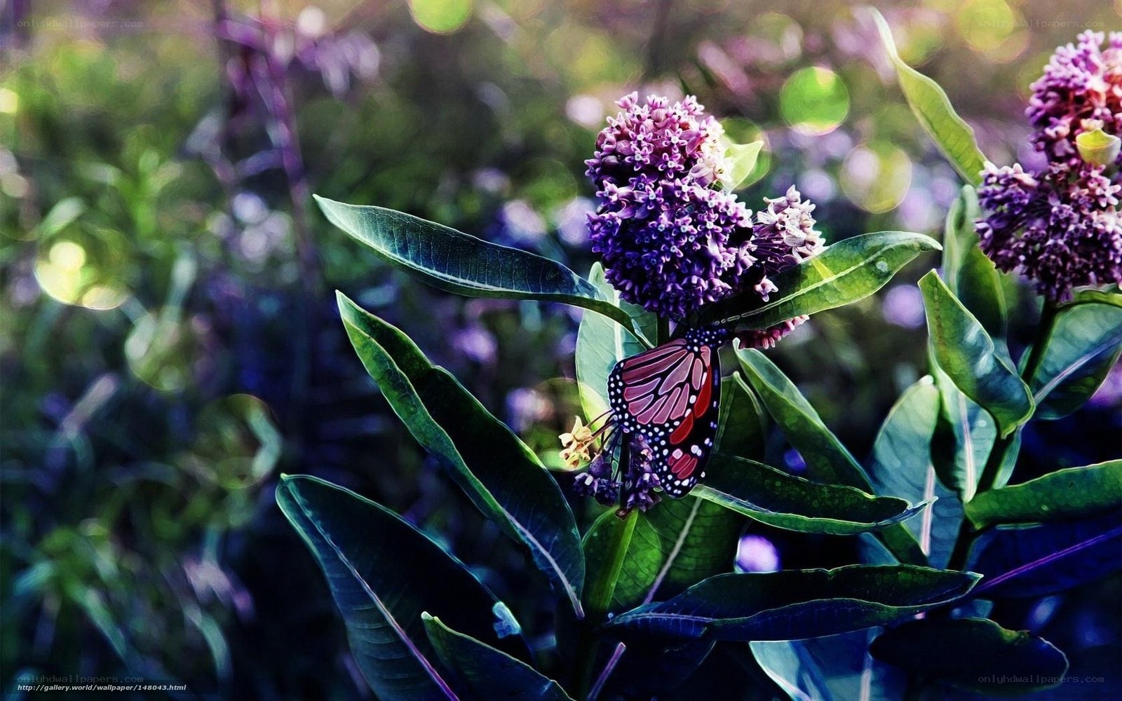 butterfly on purple flowers