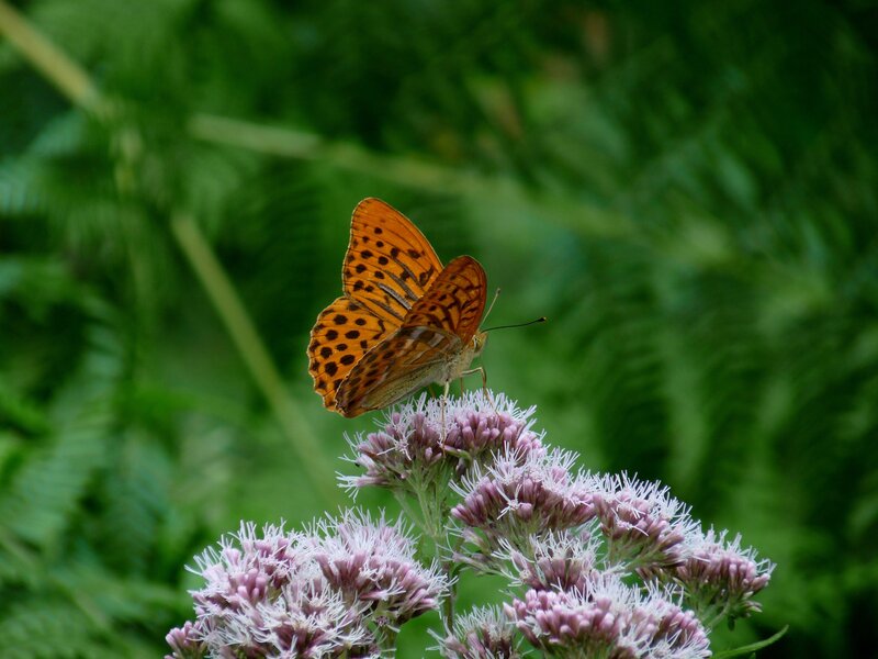 Butterfly on purple flowers
