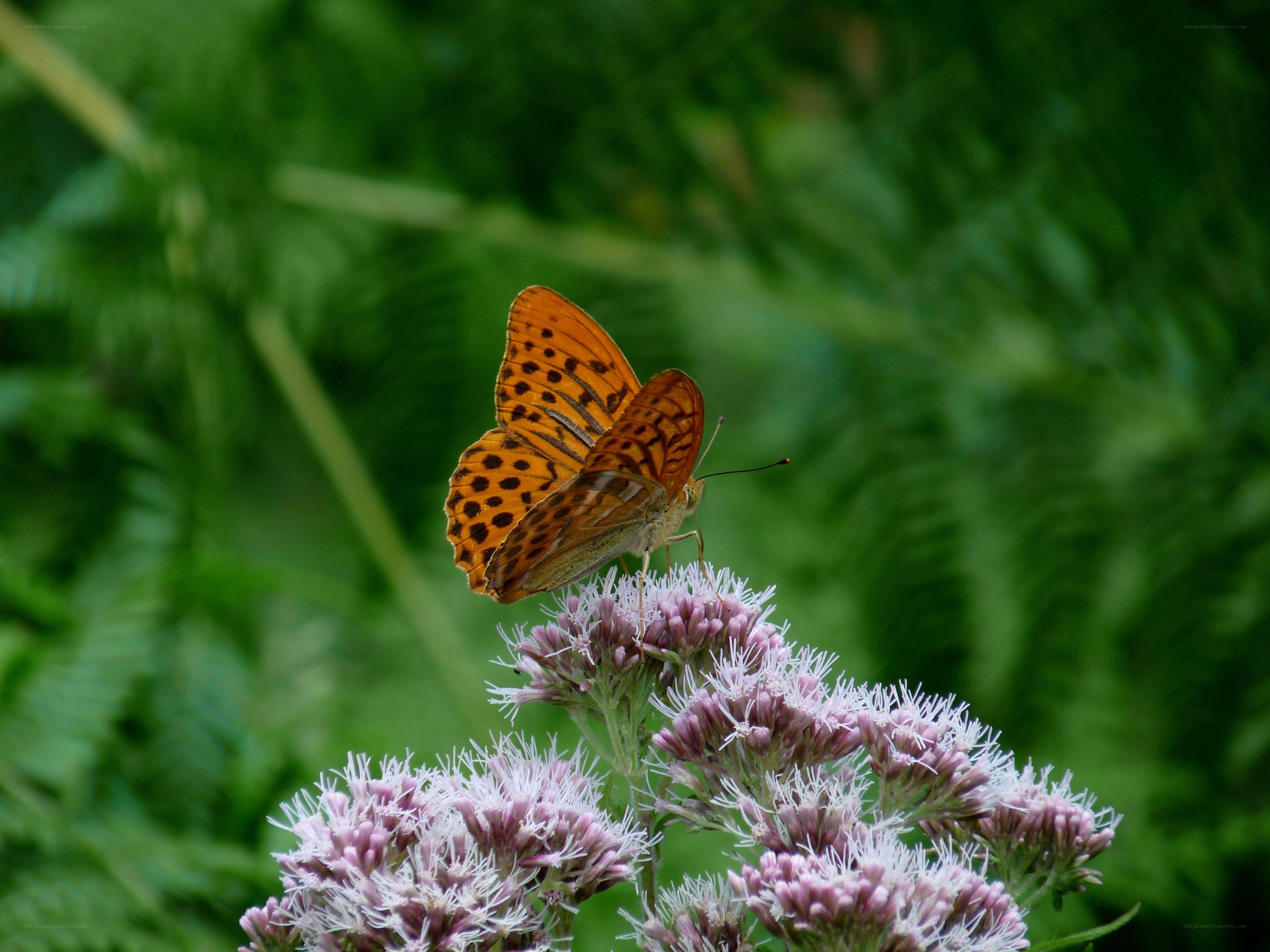 Butterfly on purple flowers
