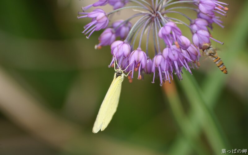 Butterfly on purple flowers