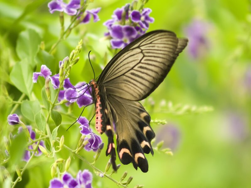 Butterfly on purple flowers