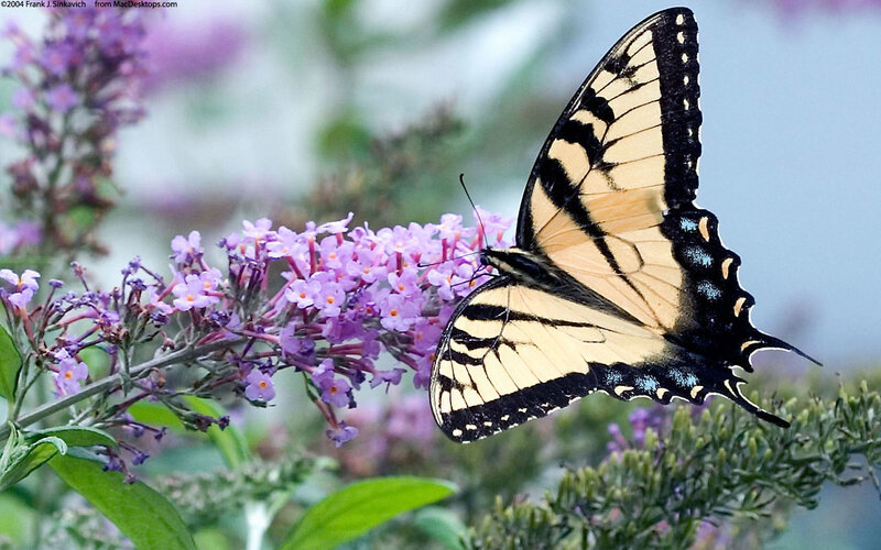 Butterfly on purple flowers