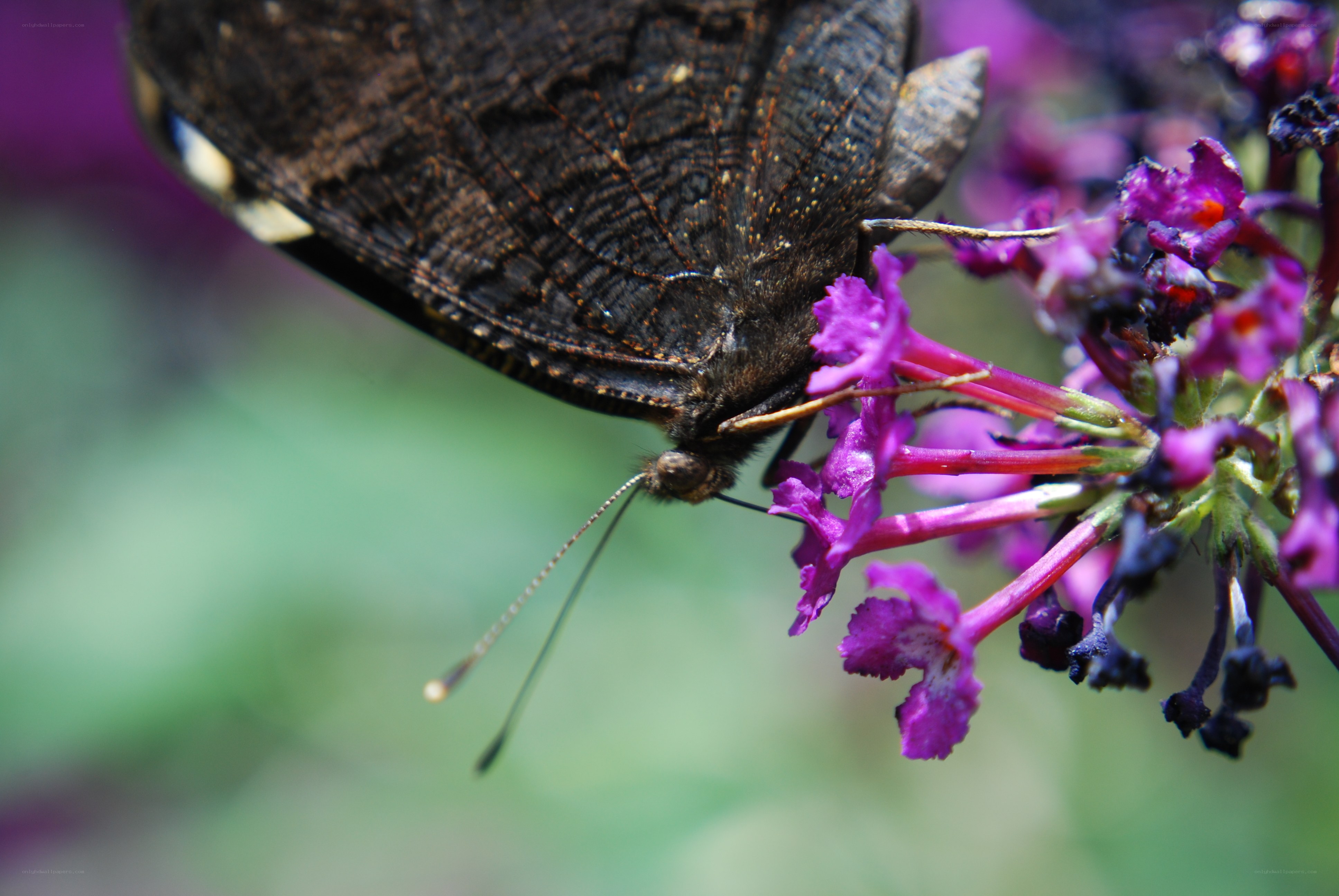 Butterfly on purple flowers