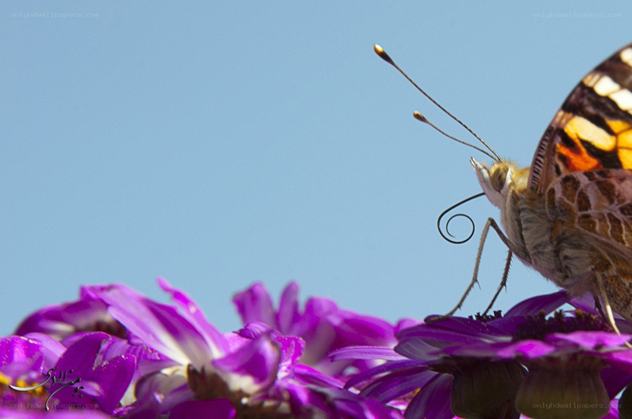 Butterfly on purple flowers