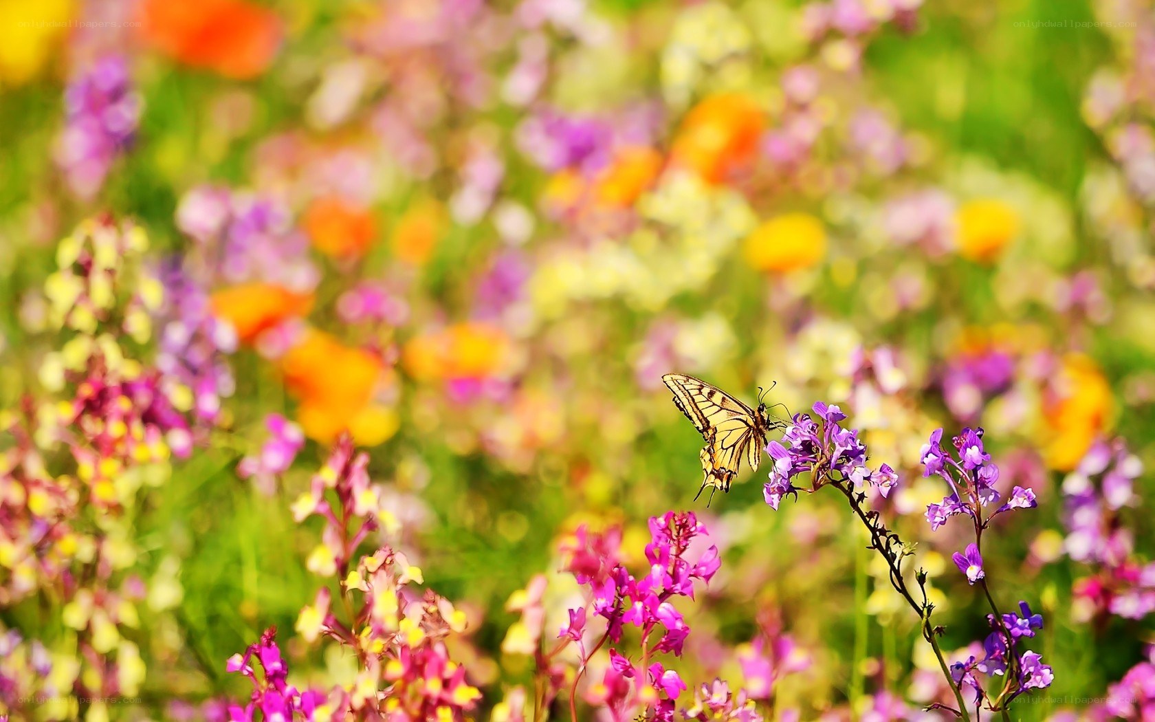 Butterfly on purple flowers