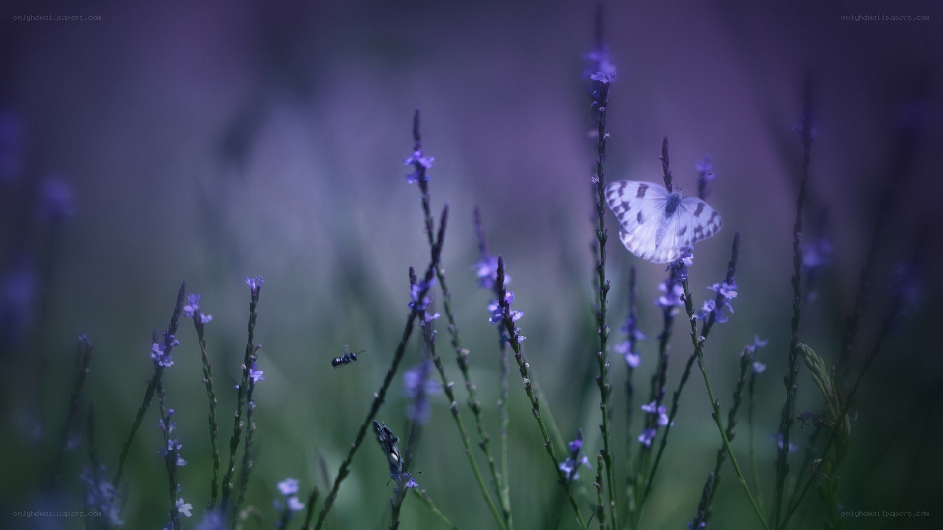 Butterfly on purple flowers