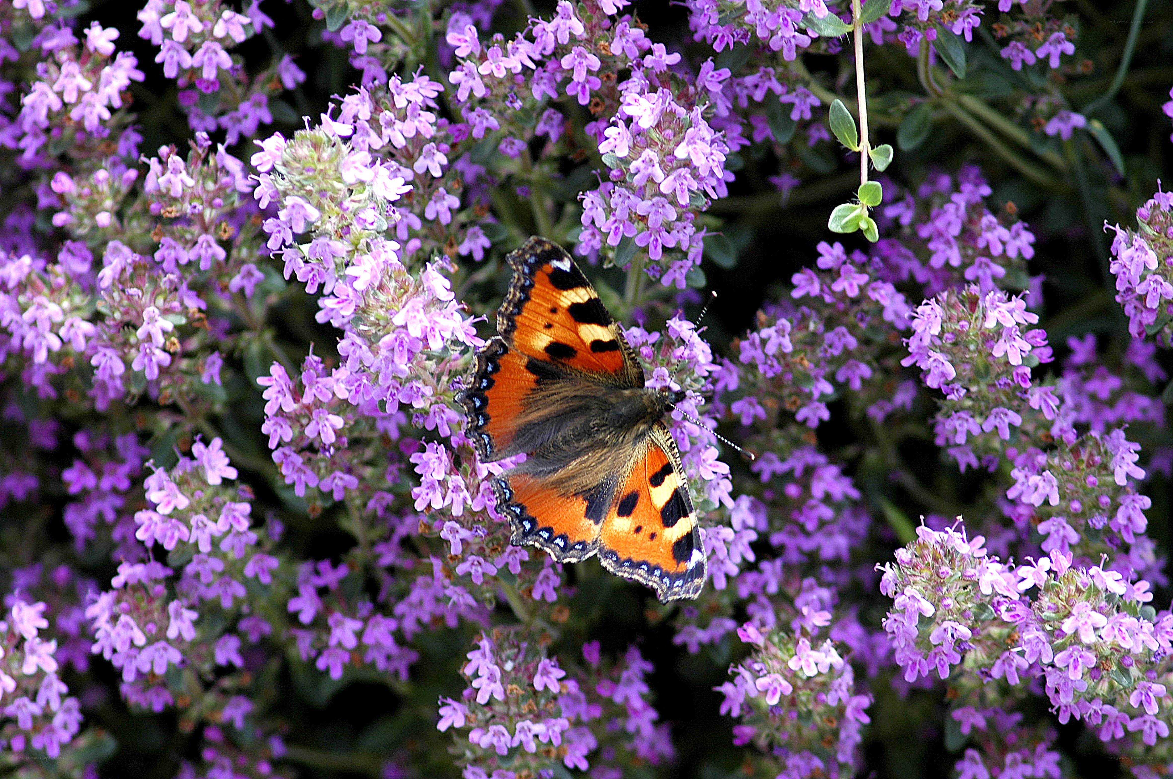 Butterfly on purple flowers