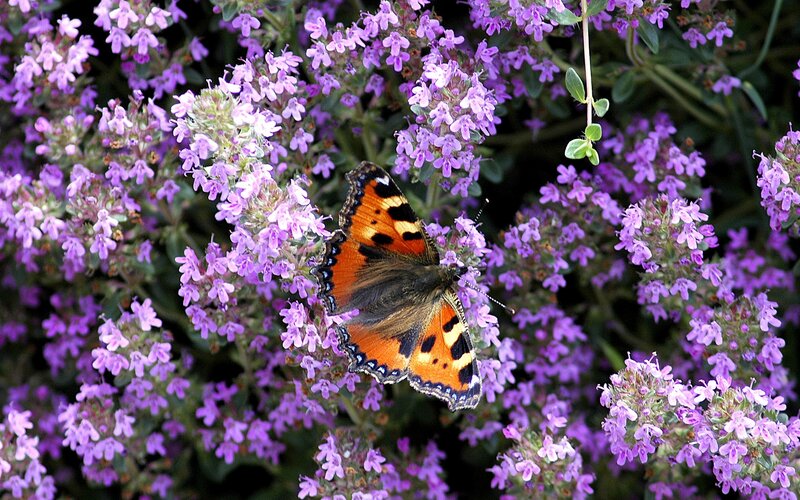 butterfly on purple flowers