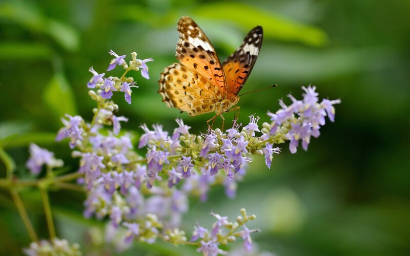 butterfly on purple flowers