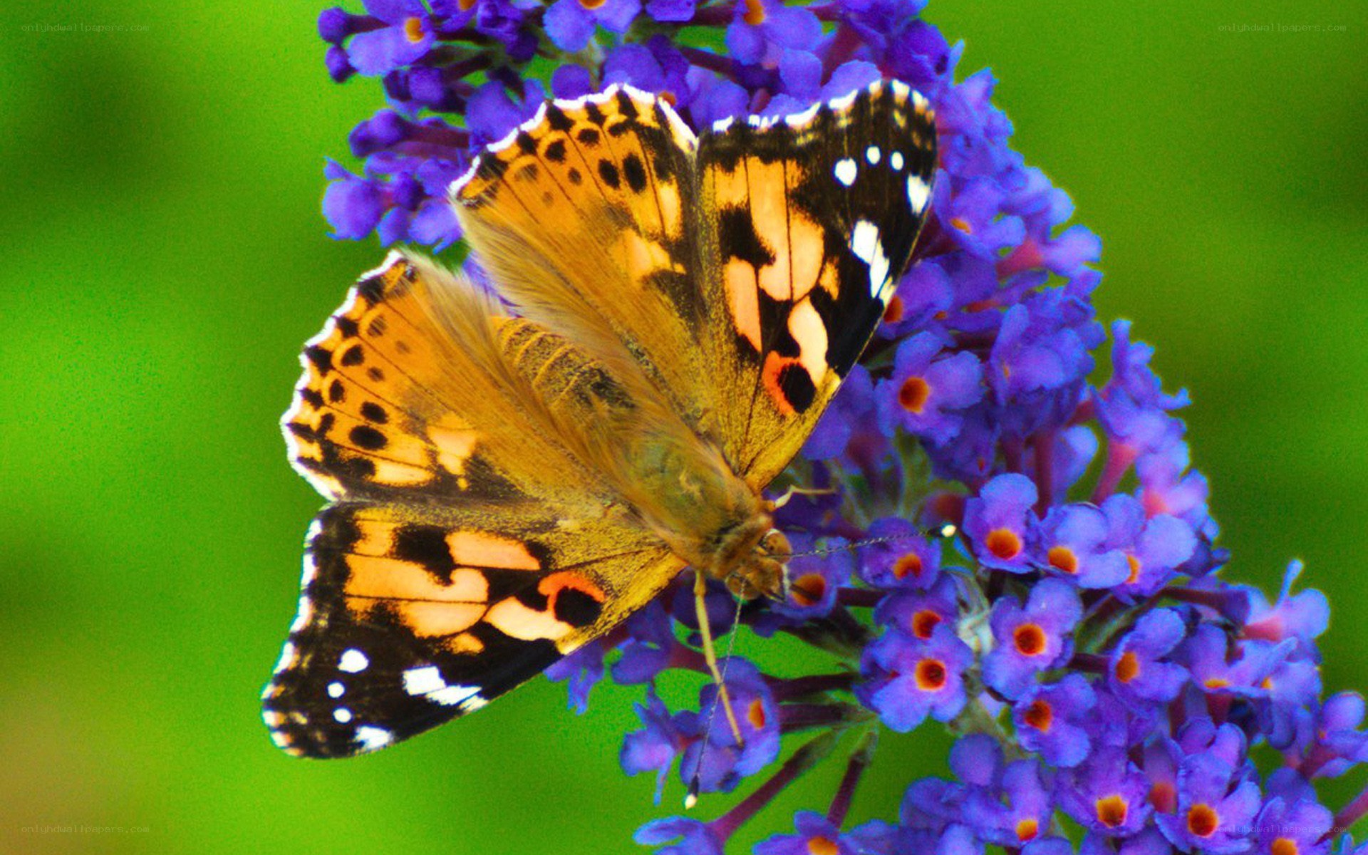 butterfly on purple flowers
