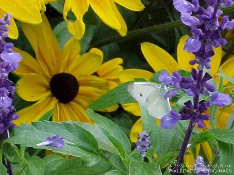 Butterfly on purple flowers