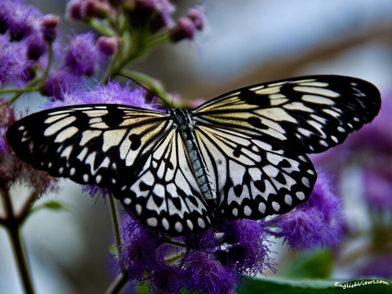 Butterfly on purple flowers