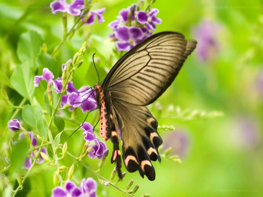 Butterfly on purple flowers