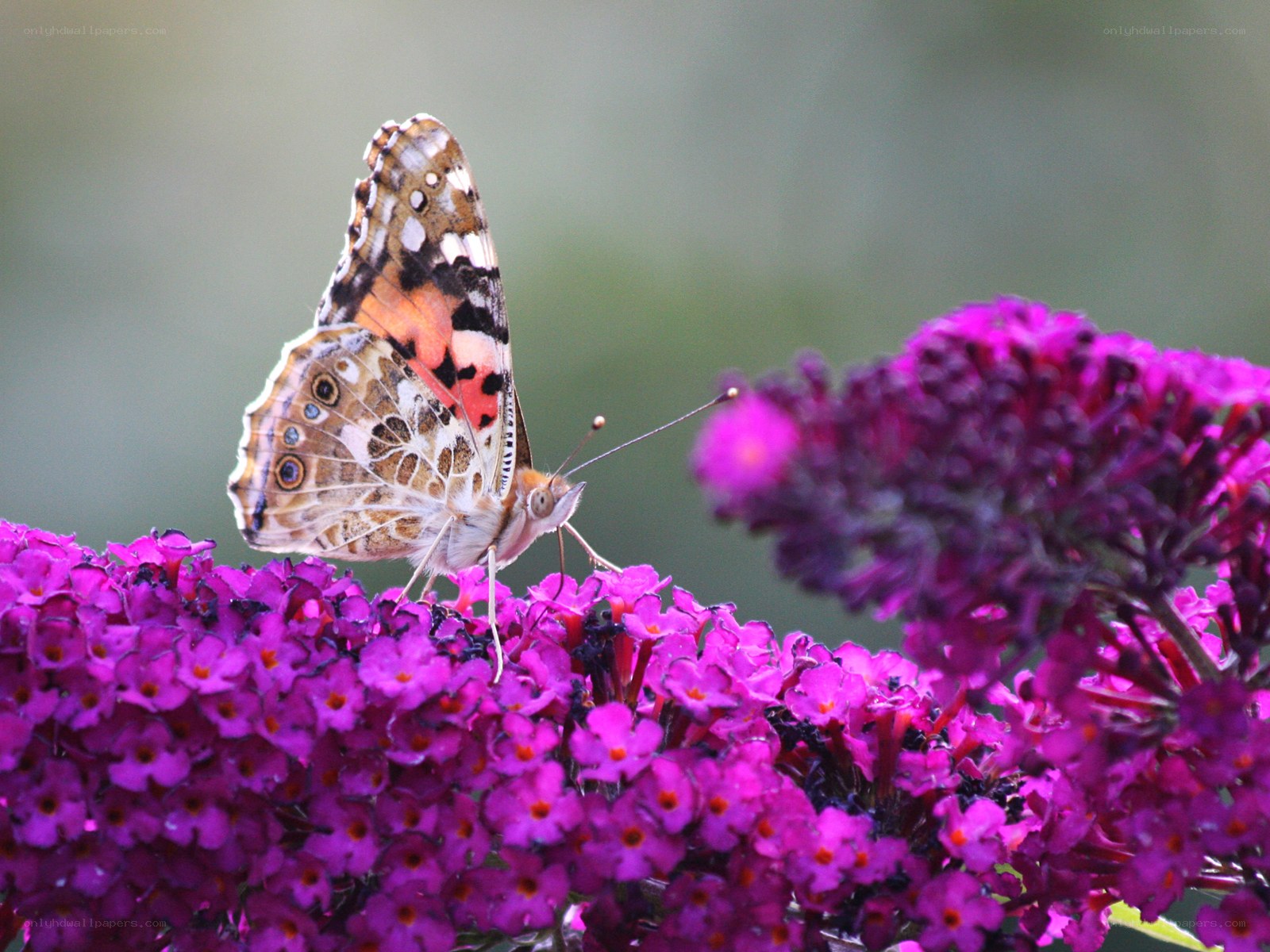 butterfly on purple flowers