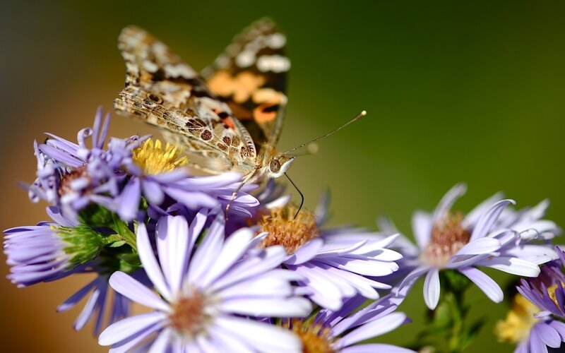 Butterfly on purple flowers