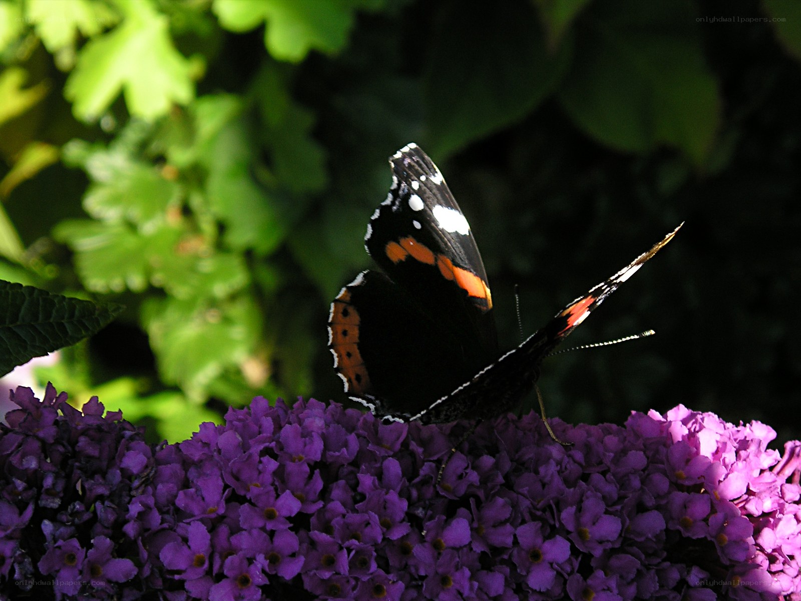 butterfly on purple flowers