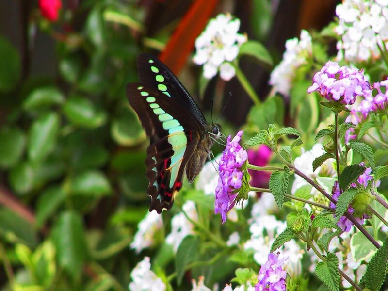 butterfly on purple flowers