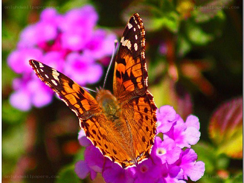 butterfly on purple flowers