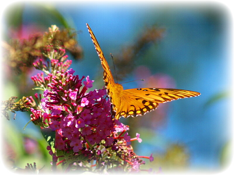 butterfly on purple flowers
