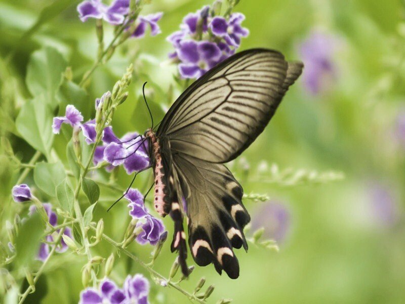 Butterfly on purple flowers