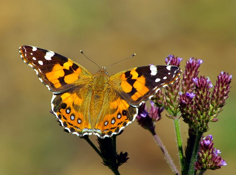 butterfly on purple flowers