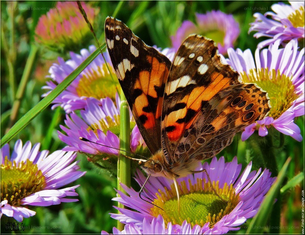 butterfly on purple flowers