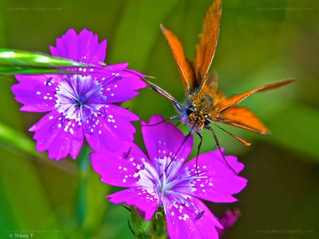 Butterfly on purple flowers