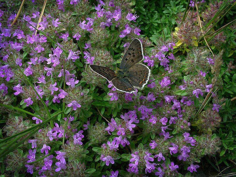 Butterfly on purple flowers