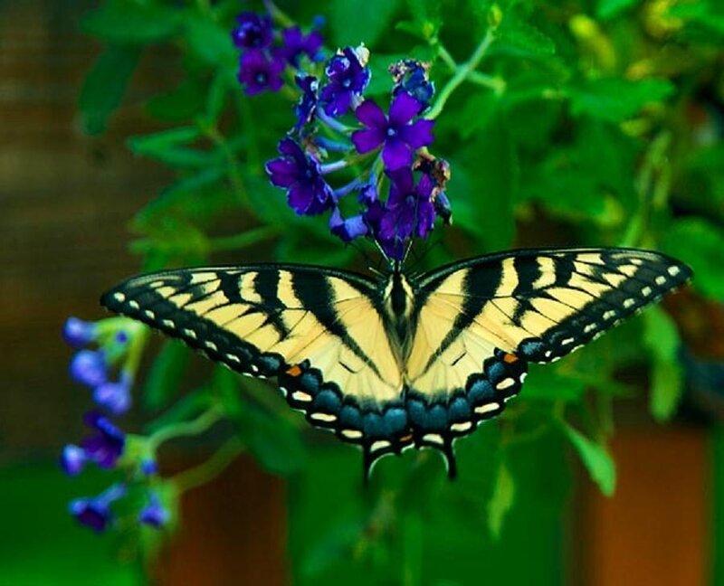 butterfly on purple flowers