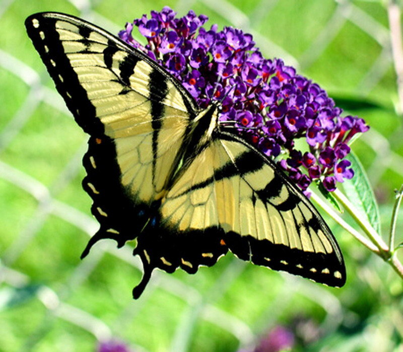 butterfly on purple flowers